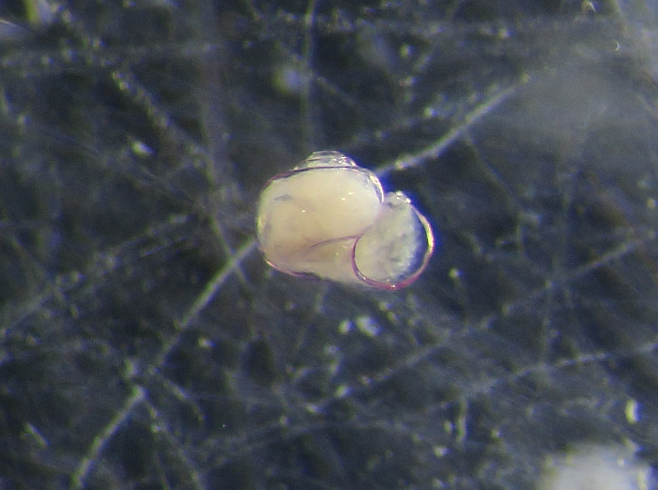 Gasteropode da ID